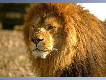 brucelee maroc mohamede